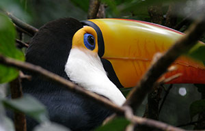 tukan