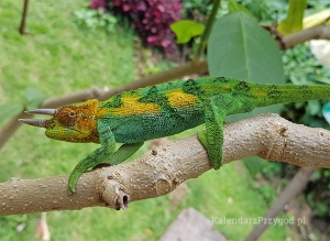 Kameleon